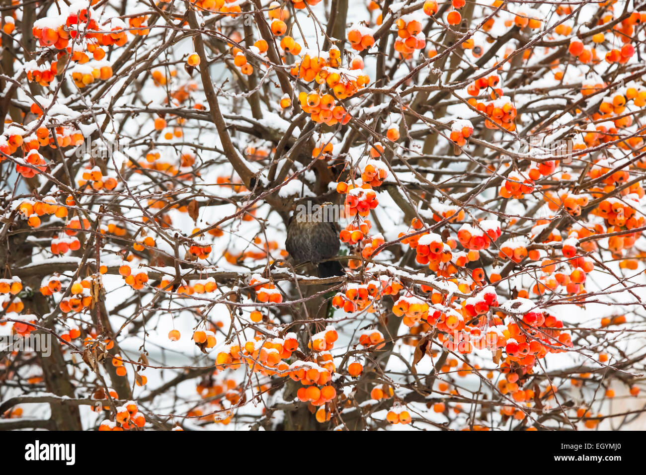 Apple ornamentali albero in inverno Foto Stock