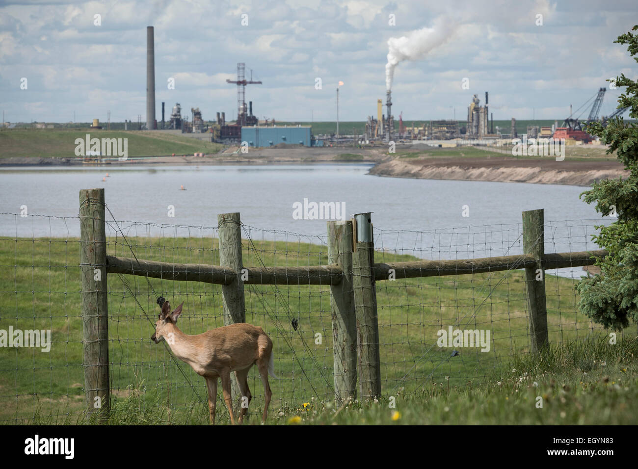 Un cervo sorge fuori da un recinto di fronte a un olio impianto di lavorazione. Foto Stock
