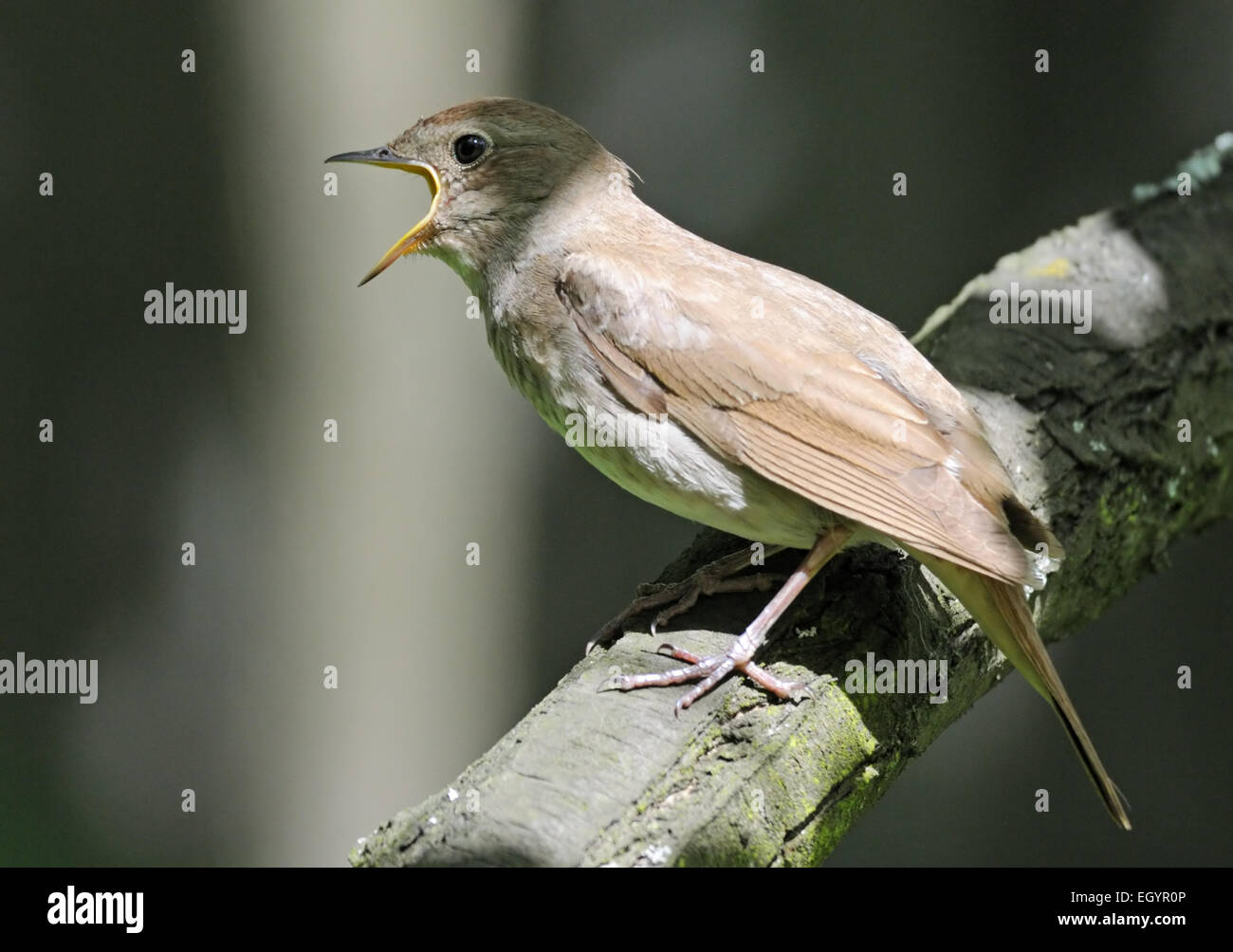 Il canto usignolo Foto Stock