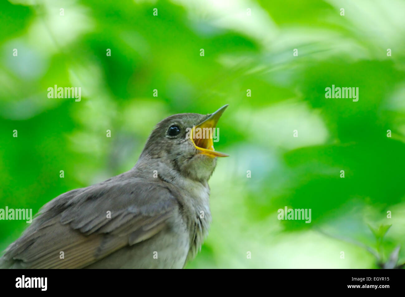 Il canto usignolo Foto Stock