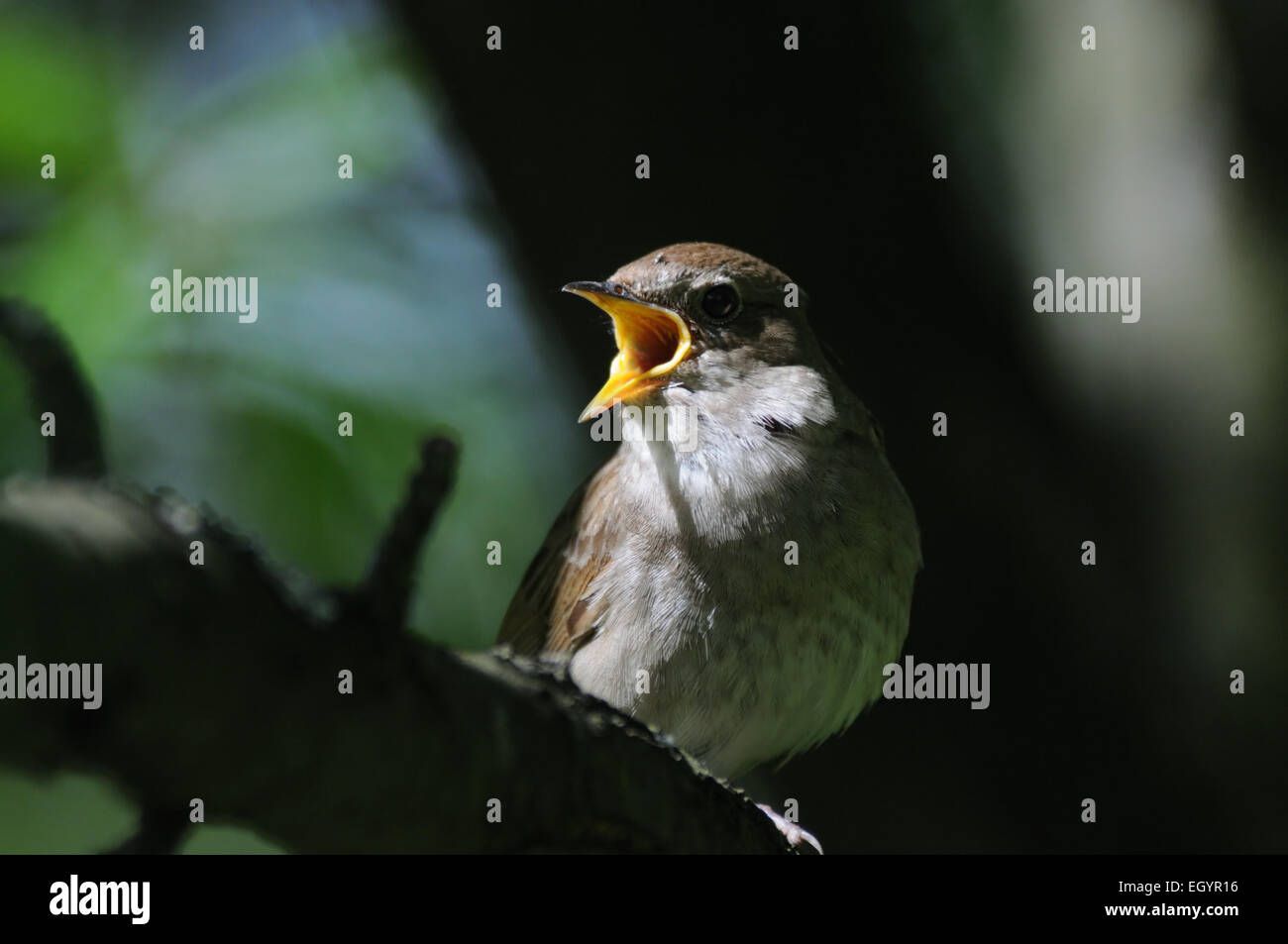 Il canto usignolo Foto Stock