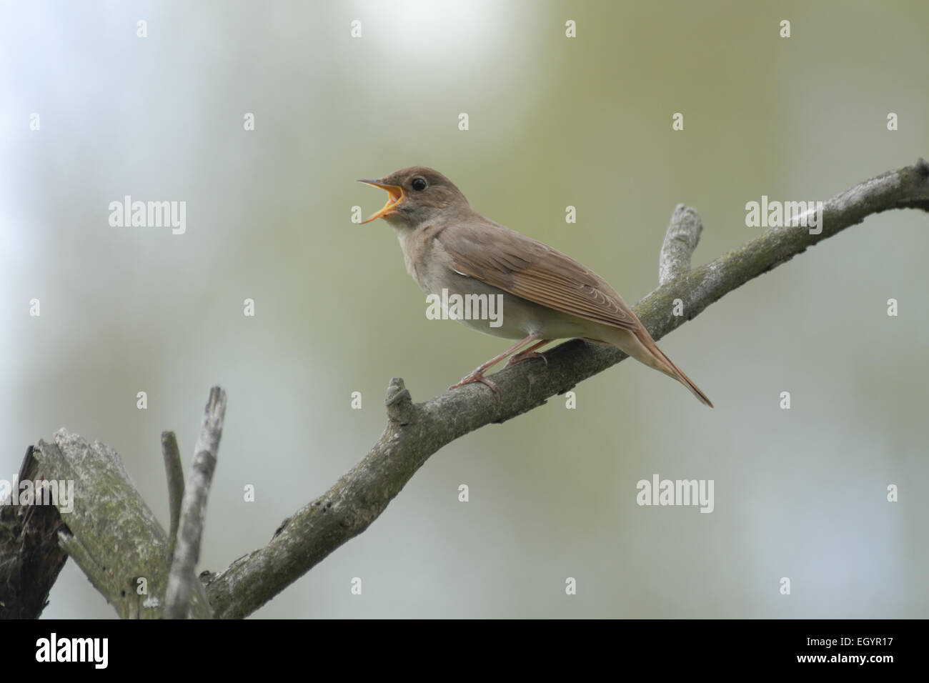 Il canto usignolo Foto Stock