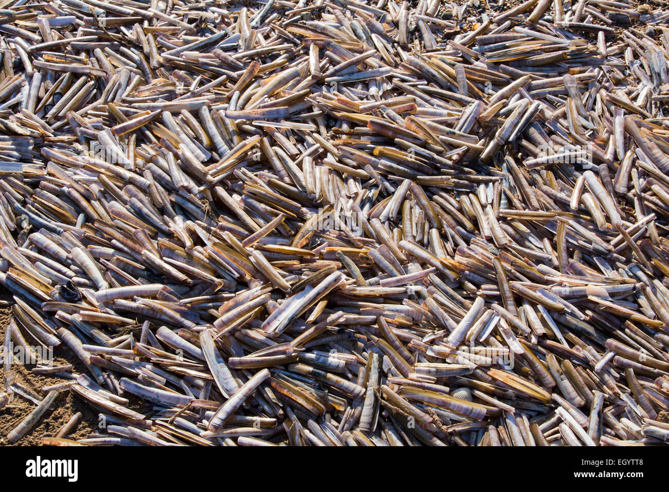 Gusci di rasoio (Ensis arcuatus) sulla spiaggia di Titchwell, Norfolk, Regno Unito. Foto Stock