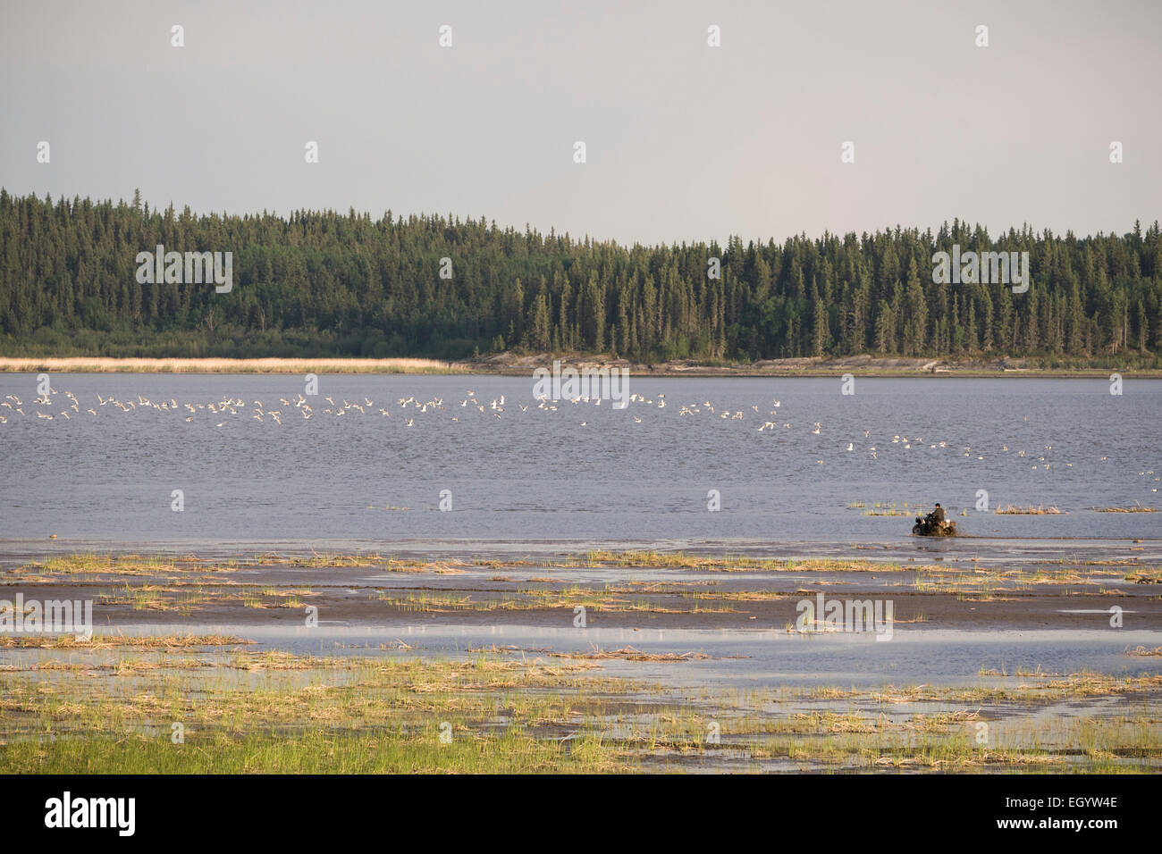 Uomo di quattro ruote attraverso l acqua del lago Athabasca in Alberta, Canada. Foto Stock