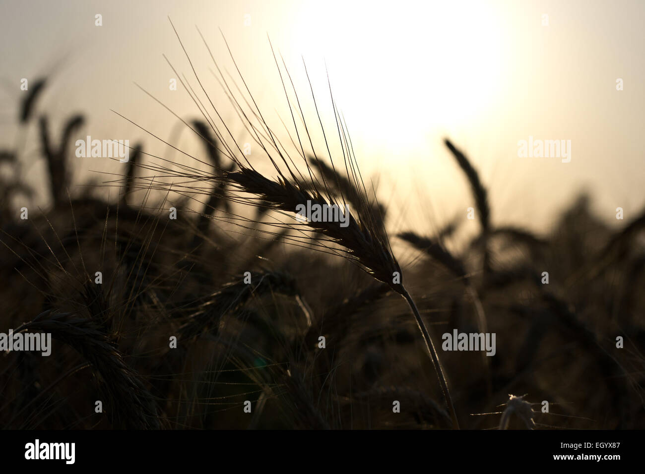 Grano maturo retroilluminati da sole di setting Foto Stock