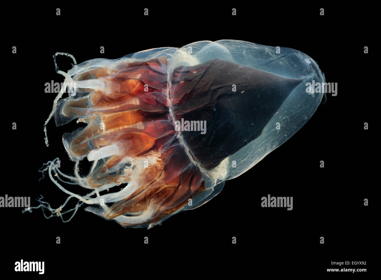 Tiefsee meduse.Atolla spec Foto Stock