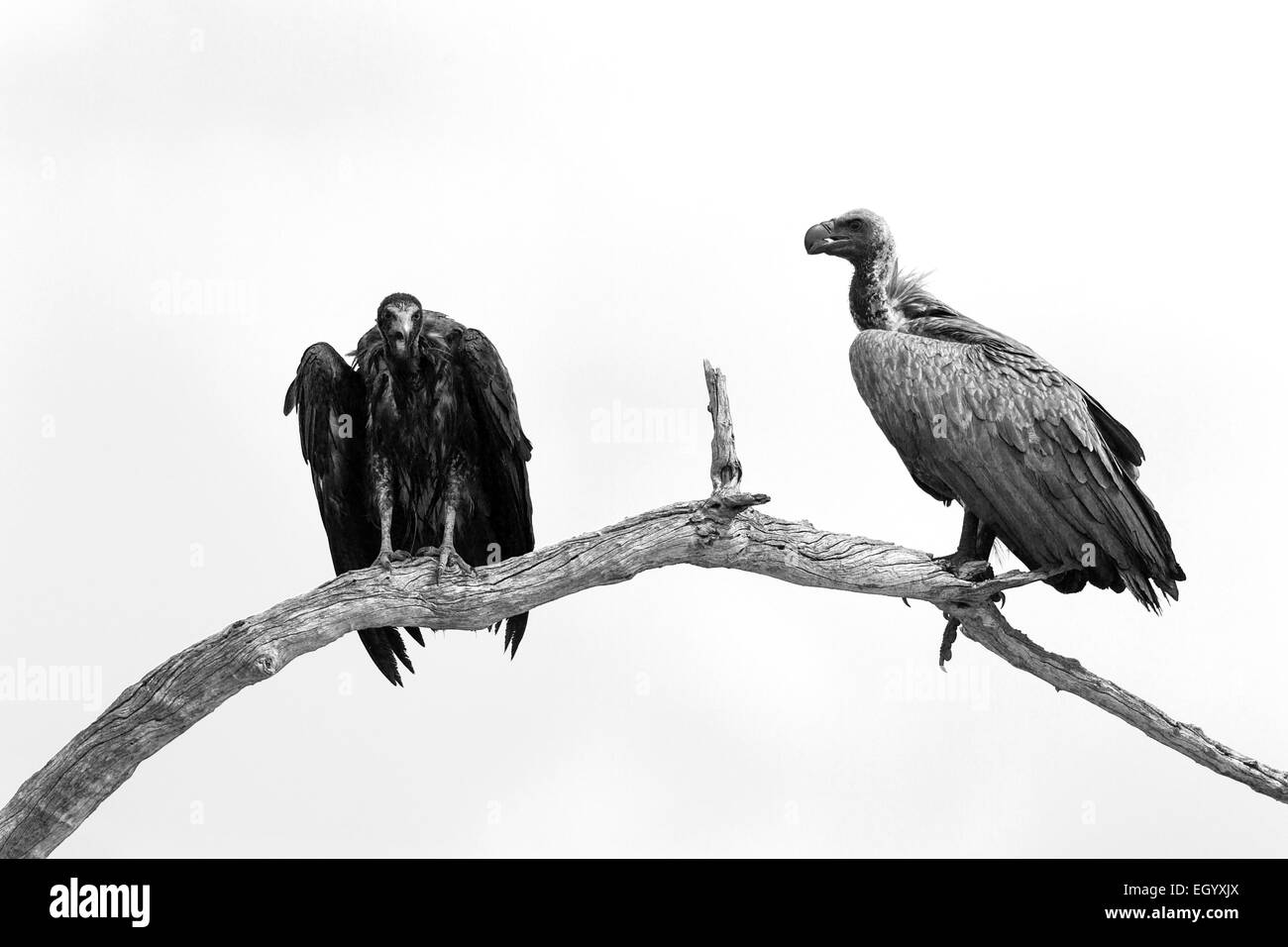 Un bianco-backed e incappucciati avvoltoio appollaiato in un albero in Savuti, Chobe National Park, Botswana Foto Stock