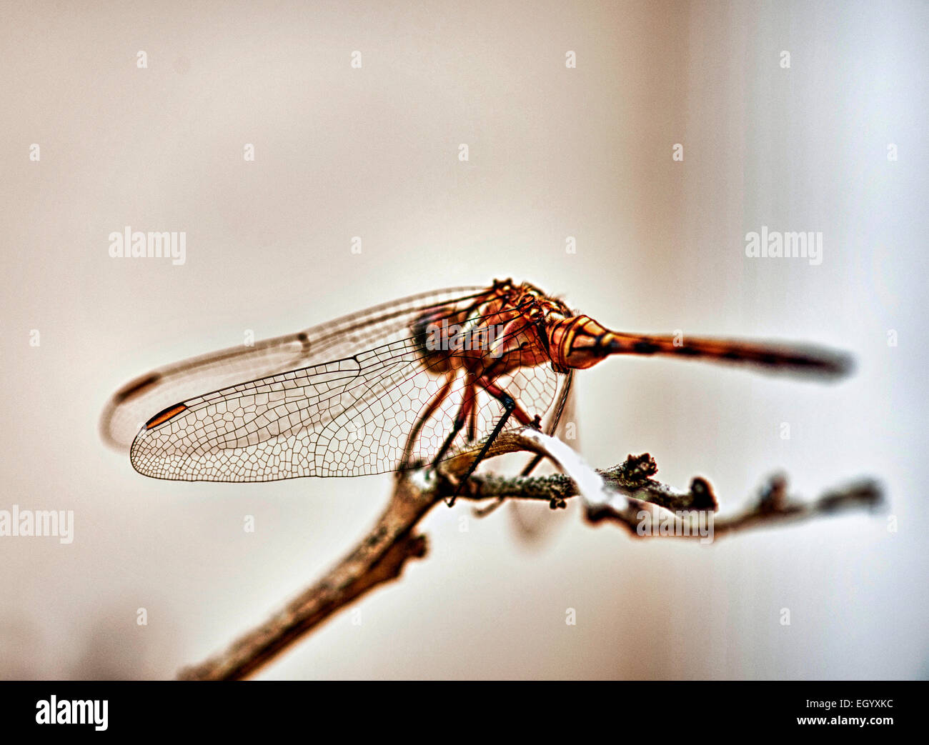 Le ali di un drago Foto Stock