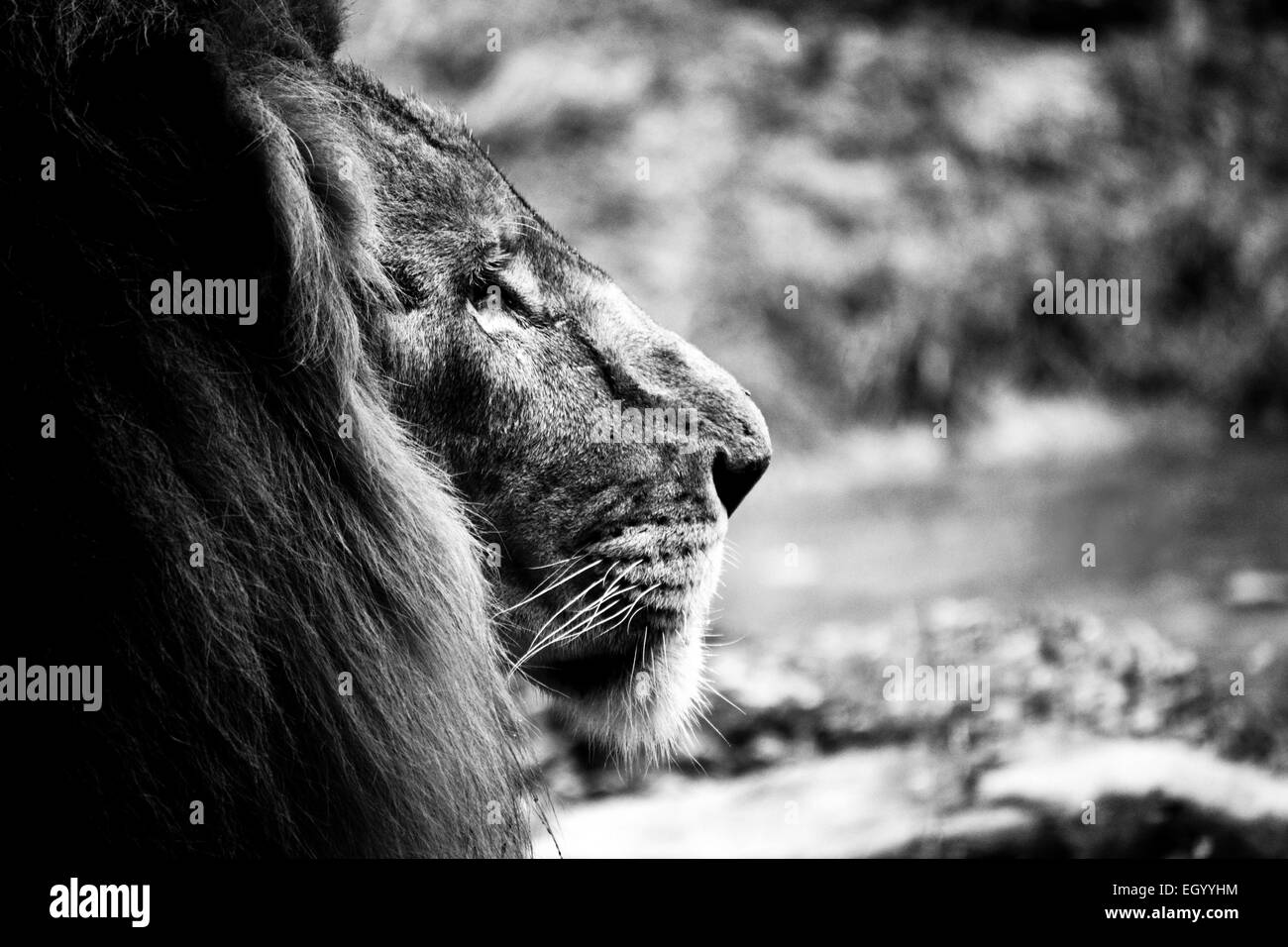 Un maschio di leone guardando fuori nella distanza. Foto Stock
