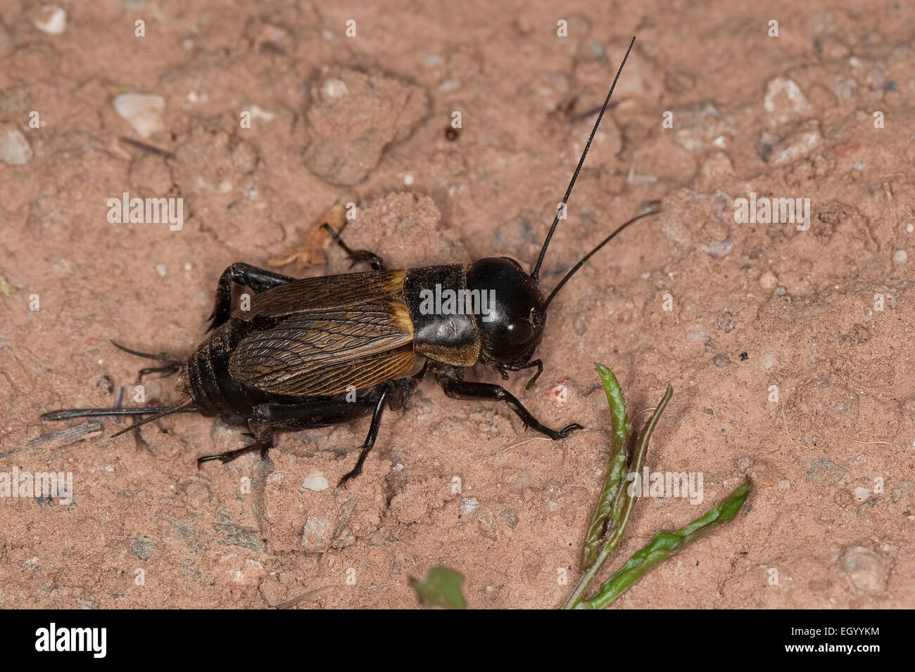 Campo cricket, femmina, Feldgrille, Weibchen, Feld-Grille, calandra, Gryllus campestris, Grillen, Gryllidae, Grillon champêtre Foto Stock