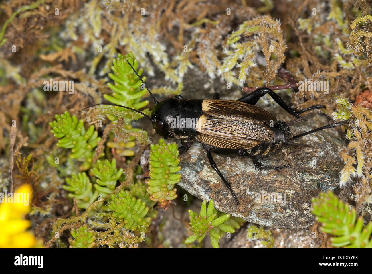 Campo cricket, femmina, Feldgrille, Weibchen, Feld-Grille, calandra, Gryllus campestris, Grillen, Gryllidae, Grillon champêtre Foto Stock