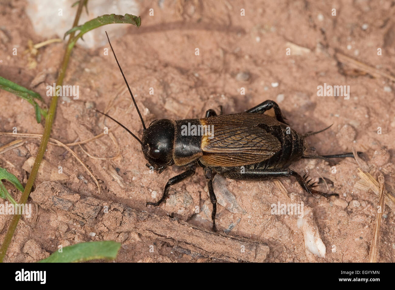 Campo cricket, femmina, Feldgrille, Weibchen, Feld-Grille, calandra, Gryllus campestris, Grillen, Gryllidae, Grillon champêtre Foto Stock