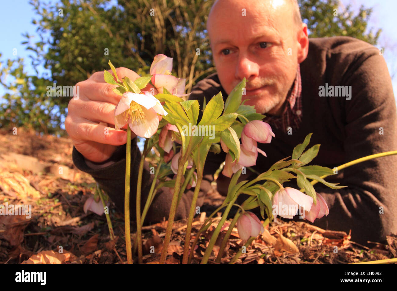 Titley, Herefordshire, UK. 4 Marzo, 2015. Regno Unito - Previsioni del tempo - Fiori di Primavera. Calda asciutta primavera meteo in tutto il Regno Unito oggi con temperature fino a 9 gradi Celsius in Herefordshire. Un giardiniere guarda più da vicino la stagionale Helleborus fiore pianta che è ora in pieno fiore Foto Stock