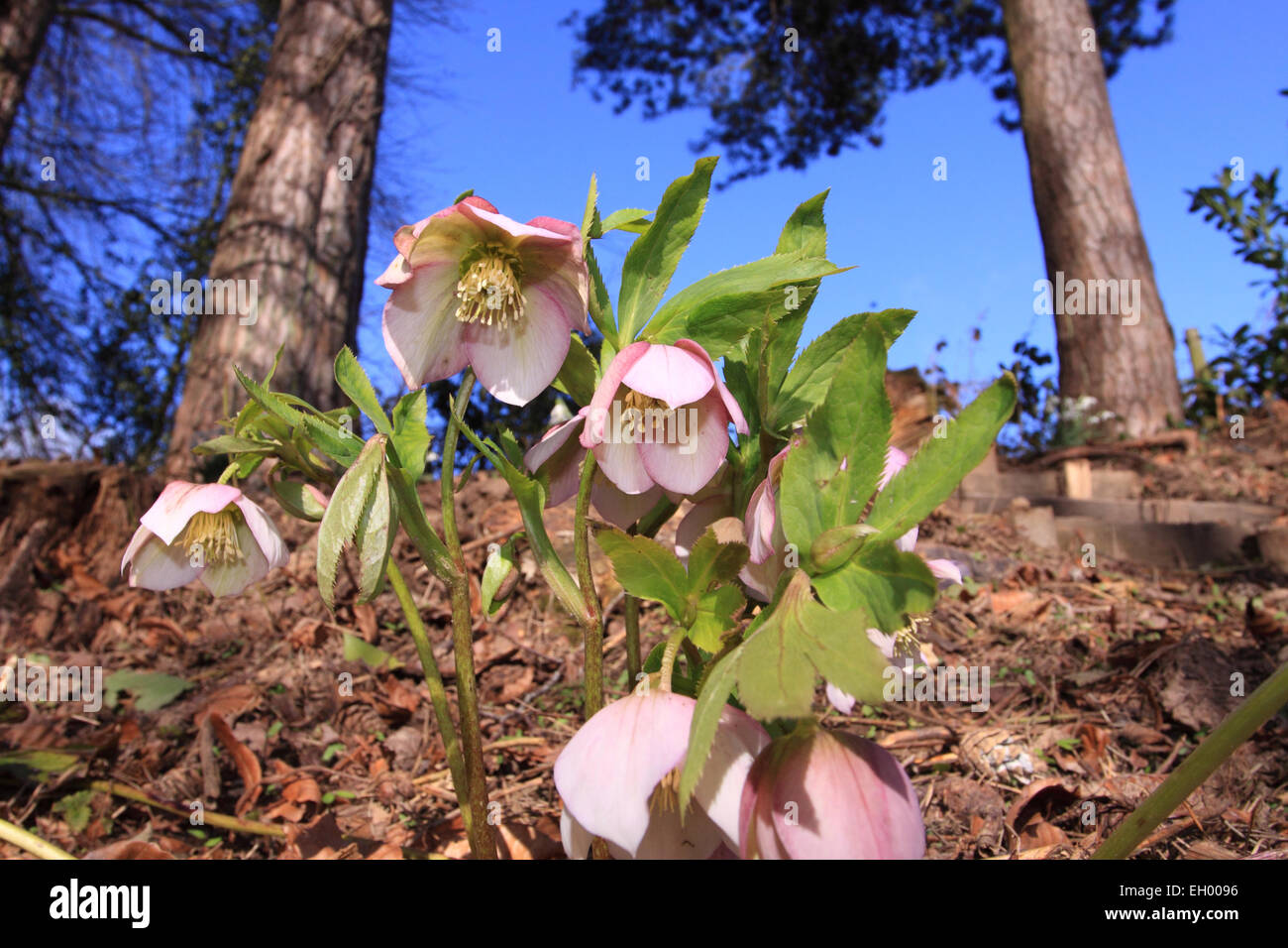 Titley, Herefordshire, UK. 4 Marzo, 2015. Regno Unito - Previsioni del tempo - Fiori di Primavera. Calda asciutta primavera meteo in tutto il Regno Unito oggi con temperature fino a 9 gradi Celsius in Herefordshire. Un Helleborus stagionale fiore pianta ora in pieno fiore Foto Stock