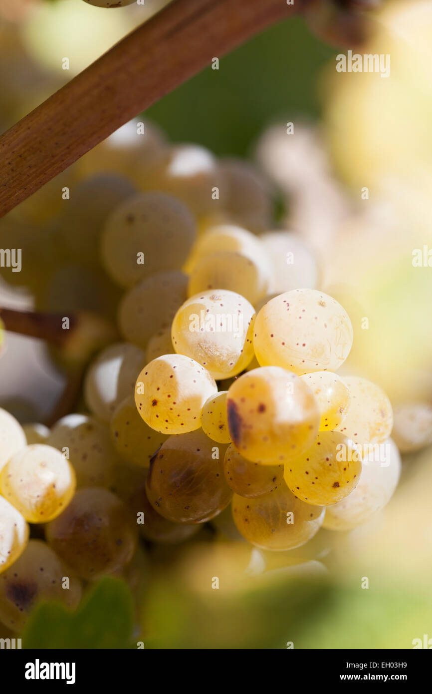 Uve : Riesling. Foto Stock