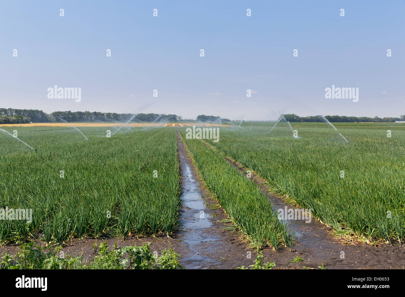 Austria, Burgenland, Andau, irrigato campo di cipolla Foto Stock