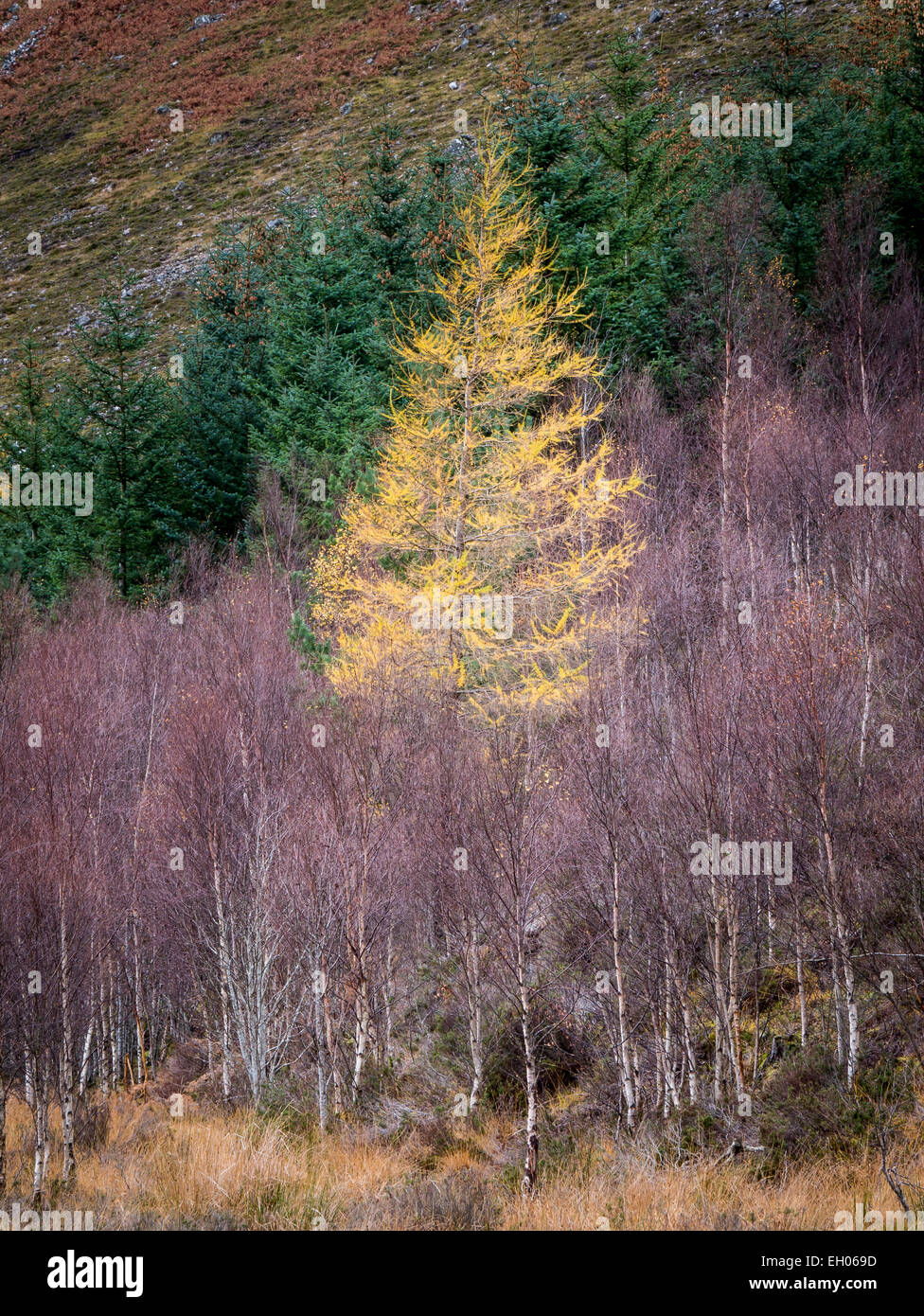 Unico larice in autunno, vicino Alness, Ross and Cromarty, Highland, Scozia Foto Stock