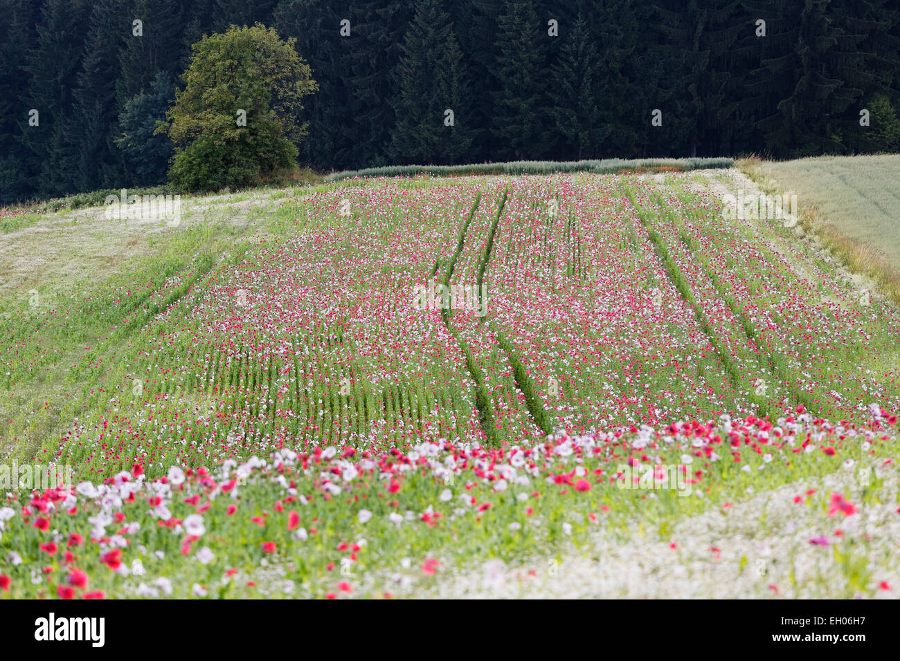 Bassa Austria, Waldviertel, campo di papavero, Papaver somniferum, papavero grigio Foto Stock
