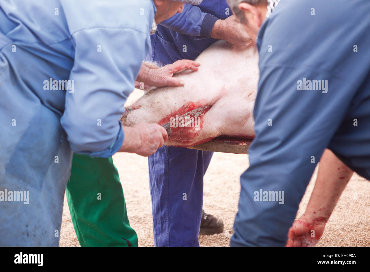 Casa Tradizionale la macellazione in un area rurale. Slaughterer stucks il coltello sotto la gola di maiale Foto Stock