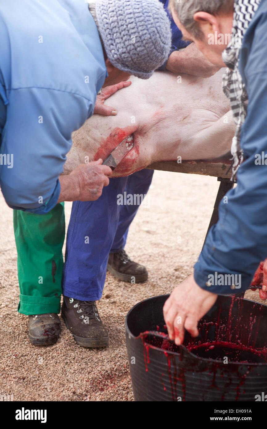 Casa Tradizionale la macellazione in un area rurale. Slaughterer stucks il coltello sotto la gola di maiale Foto Stock