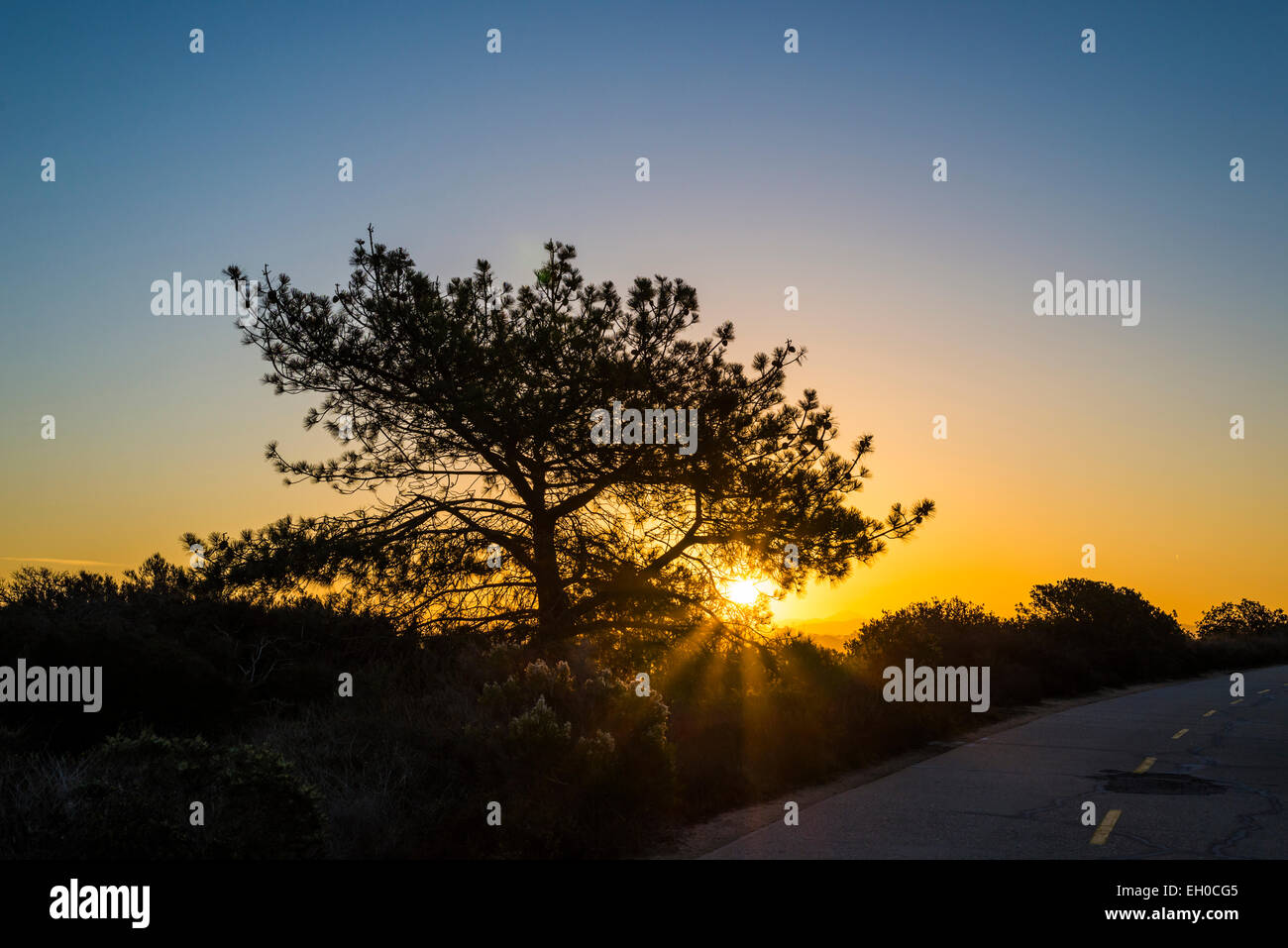 Il Rising Sun vista attraverso i rami di un Torrey Pine Tree. Torrey Pines Riserva Naturale Statale, La Jolla, California, Stati Uniti d'America. Foto Stock
