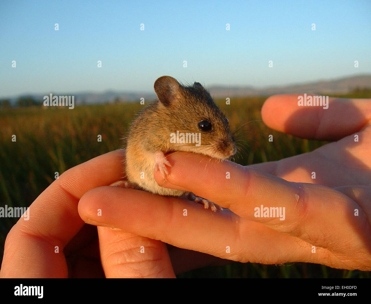 Il Salt Marsh Harvest mouse, una specie in pericolo critico in California, è influenzato dai cambiamenti climatici e dalla perdita dell'habitat. La sua conservazione è vitale per il mantenimento degli ecosistemi palustri nella regione. Foto Stock