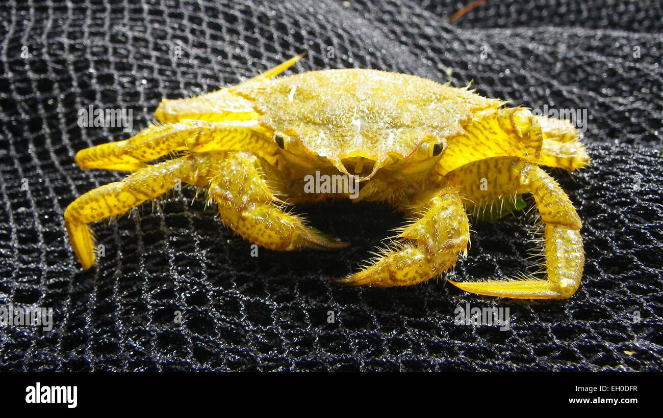 Il granchio da casco (Telmessus cheiragonus) è una specie unica studiata dallo U.S. Geological Survey (USGS), che contribuisce alla ricerca sulla biologia dei crostacei e sugli ecosistemi marini. Foto Stock