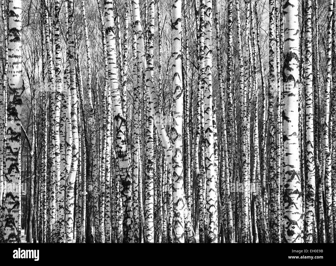 Sunny tronchi di alberi di betulla in bianco e nero Foto Stock