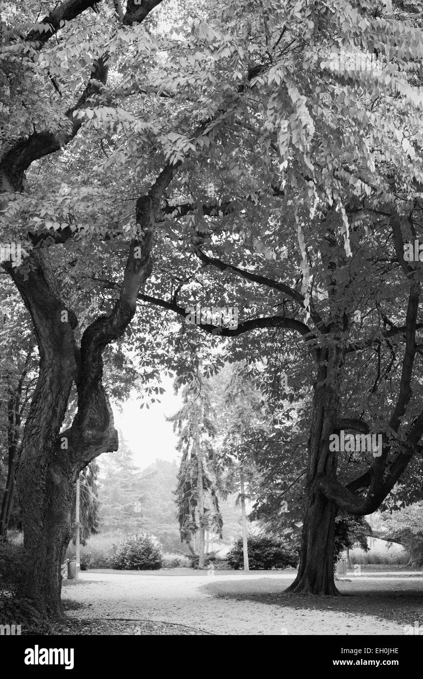 Una immagine in bianco e nero di lussureggianti alberi e un invitante percorso attraverso l'Isola Margherita parco dove trascorrere il tempo libero Foto Stock