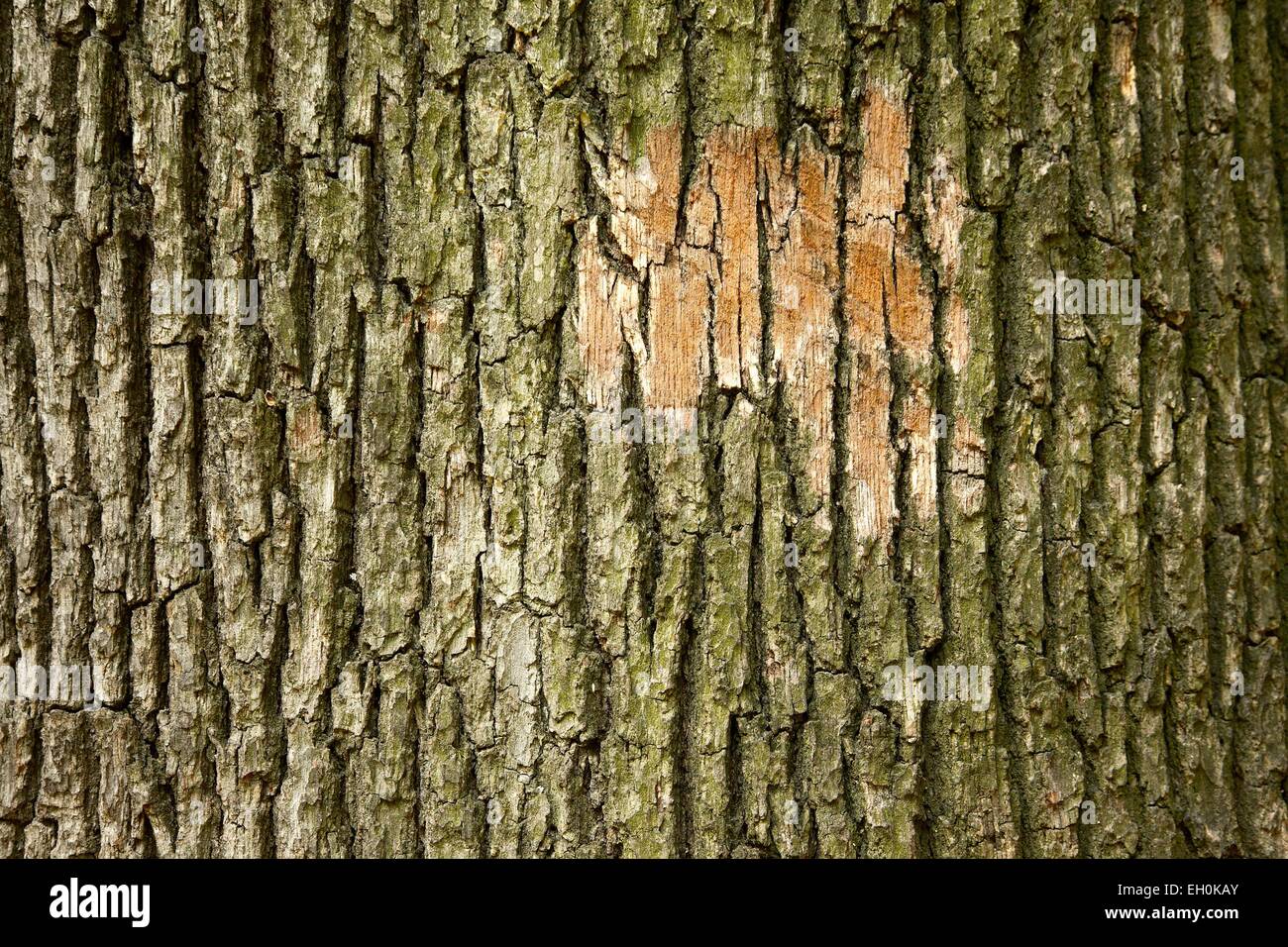 Corteccia di albero Foto Stock