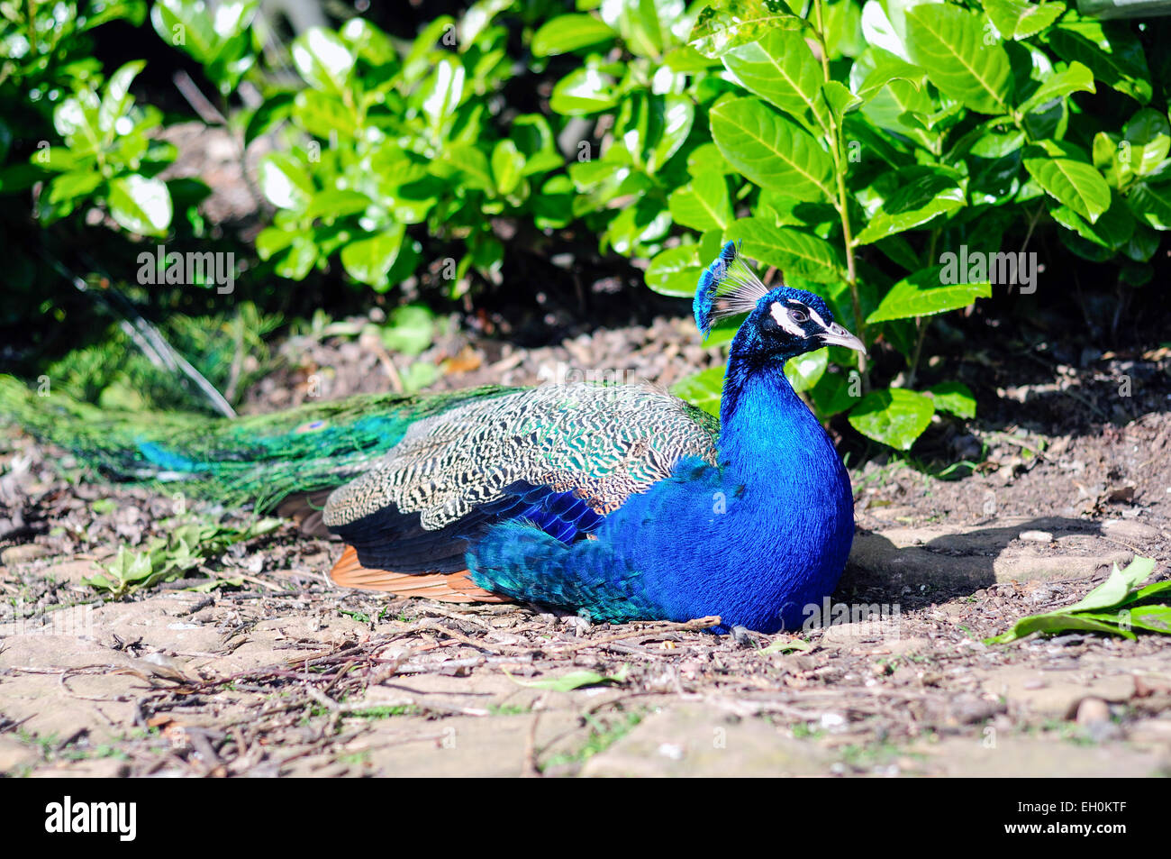 Peacock e Peahen ( Pavo Cristatus ) uccello nazionale indiana di . Foto Stock
