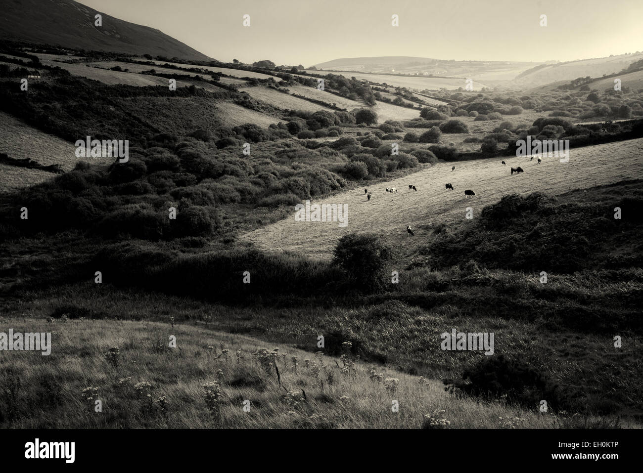 Scena pastorale con le mucche e i pascoli. Penisola di Dingle. L'Irlanda Foto Stock