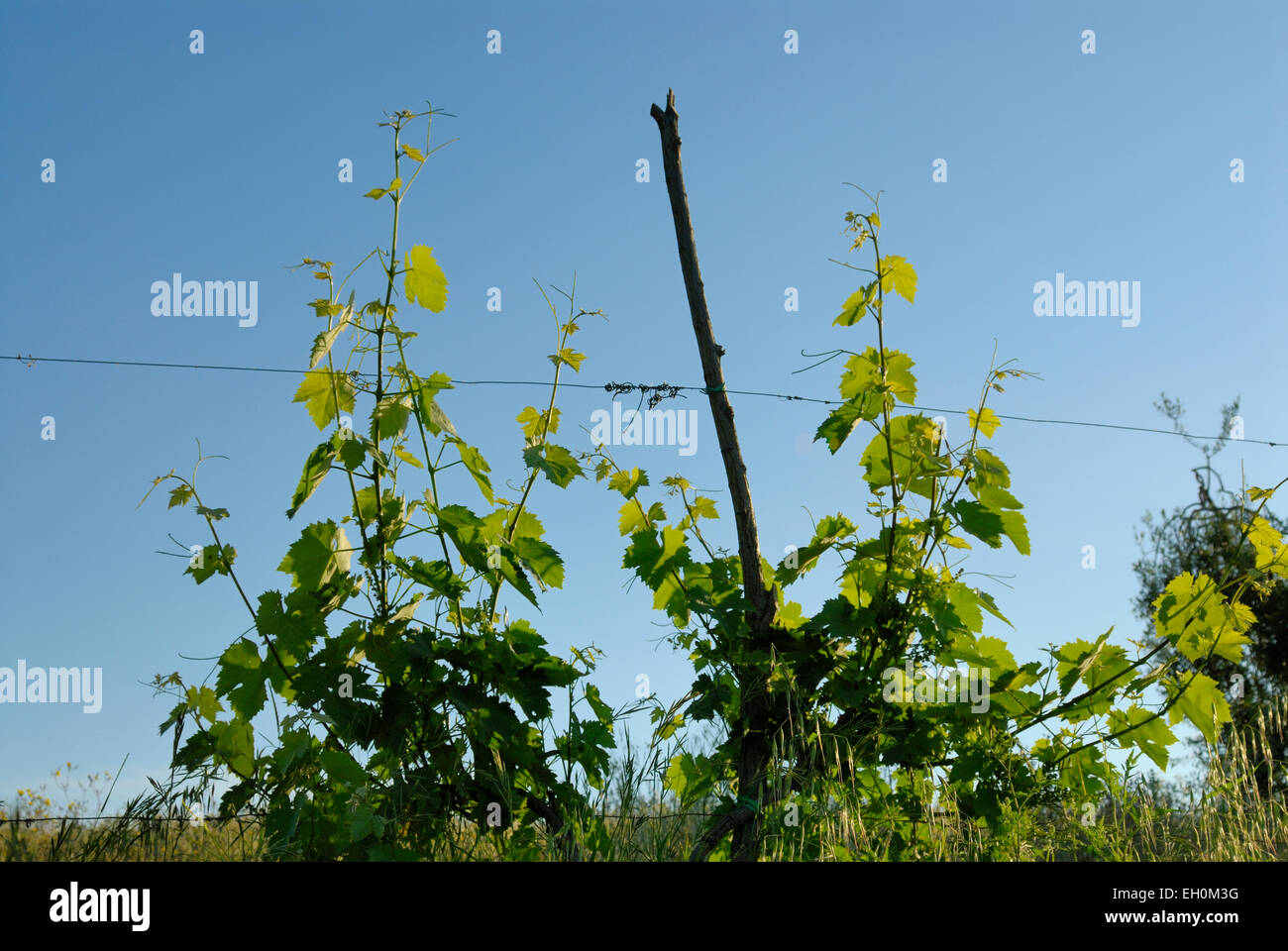 Piante di vite in un vigneto, Toscana, Italia Foto Stock