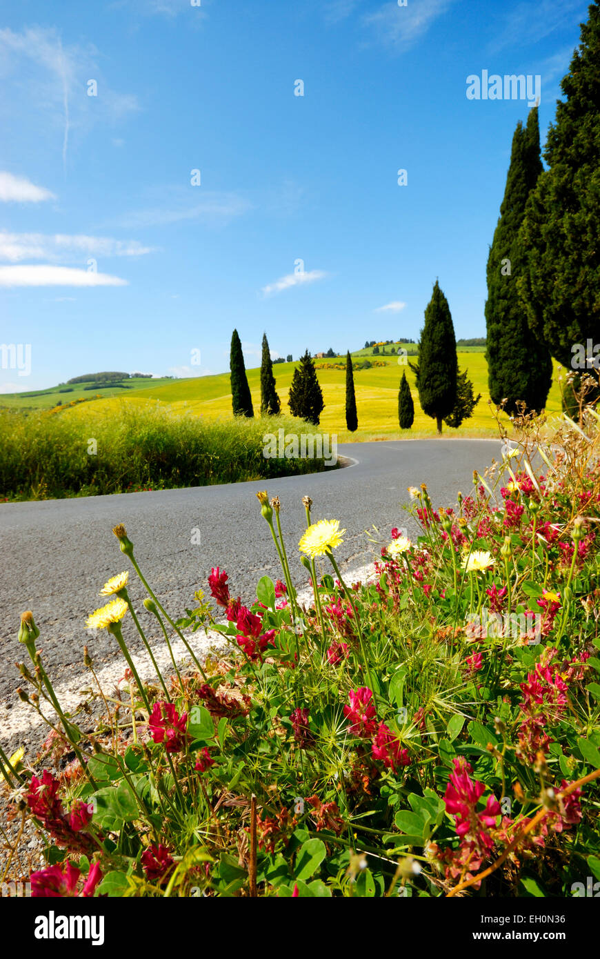 Cipressi e fiori che sbocciano lungo la strada di piegatura in primavera, Monticchiello (patrimonio mondiale dell'UNESCO), Val d'Orcia, Italia Foto Stock