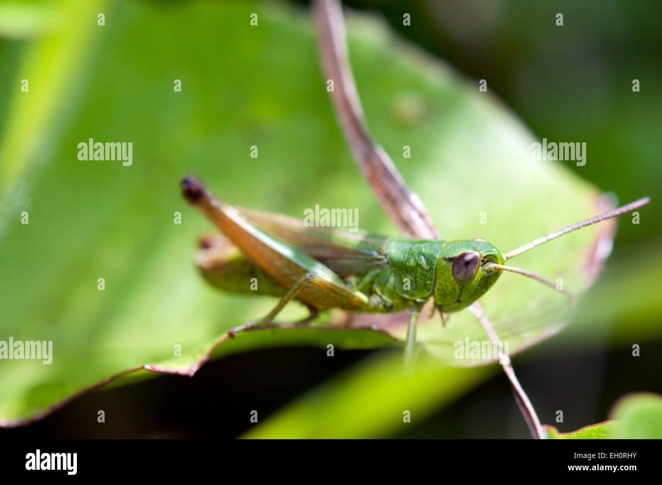 Prato Grasshopper (Chorthippus d Europa parallelus) su gras Germania Europa Foto Stock