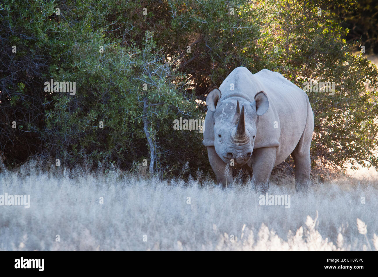 Nero o a gancio di rinoceronte a labbro, Diceros simum, Etosha, Namibia, Sud Africa occidentale Foto Stock Nero o a gancio di rinoceronte a labbro, Diceros simum, Etosha, Namibia, Sud Africa occidentale Foto Stock