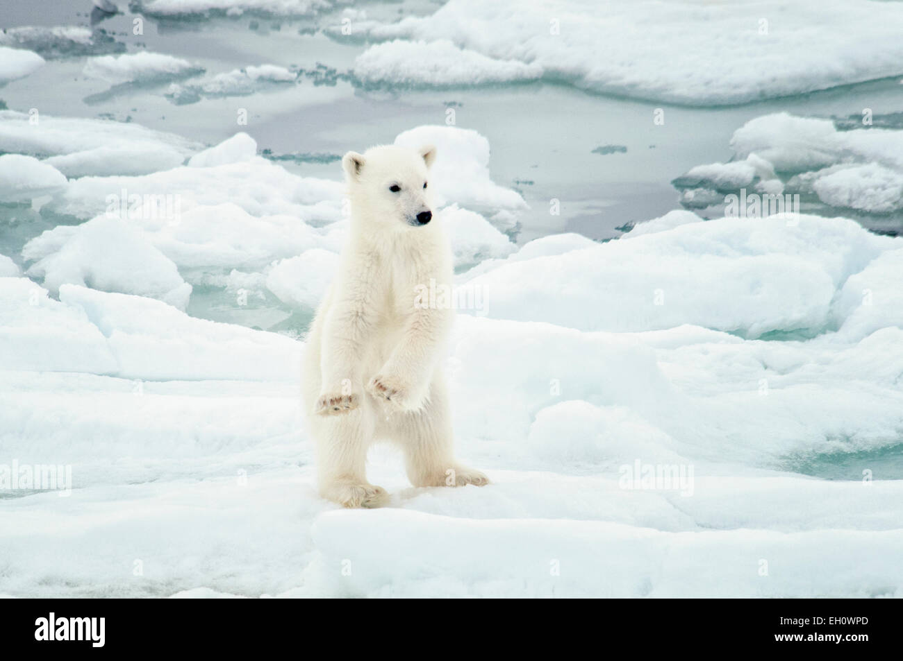 Carino Polar Bear Cub, Ursus maritimus, alzarsi e apparente di danza sulla Olgastretet Pack ghiaccio, arcipelago delle Svalbard, Norvegia Foto Stock