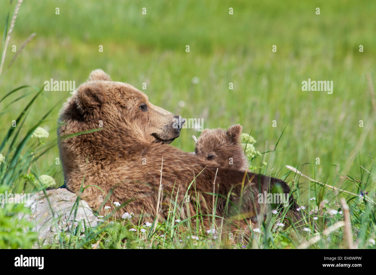 Orso grizzly seminare, Ursus arctos, sulla sua schiena, infermieristica la sua molla Cub, il Parco Nazionale del Lago Clark, Alaska, STATI UNITI D'AMERICA Foto Stock
