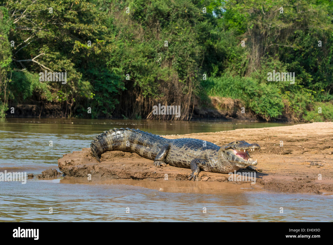 Yacare Caiman, Caiman coccodrilus yacare, bocca aperta, su una riva del fiume nel Pantanal, Mato Grosso, Brasile, Sud America Foto Stock