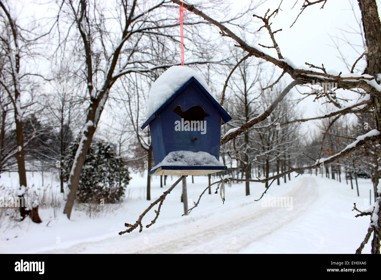 Foto di una foresta e una piccola casa blu appeso a un albero che protegge gli uccelli che sopportare durante il freddo inverno canadese Foto Stock