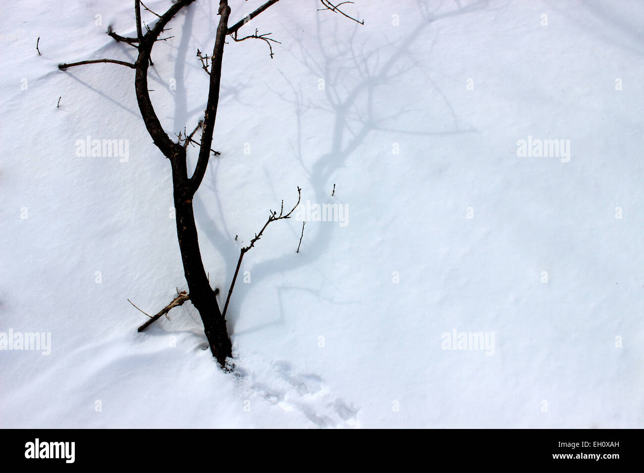 Dettaglio di un albero caduto su bianco neve dopo una tempesta di neve durante un pesante inverno in Canada Foto Stock Dettaglio di un albero caduto su bianco neve dopo una tempesta di neve durante un pesante inverno in Canada Foto Stock