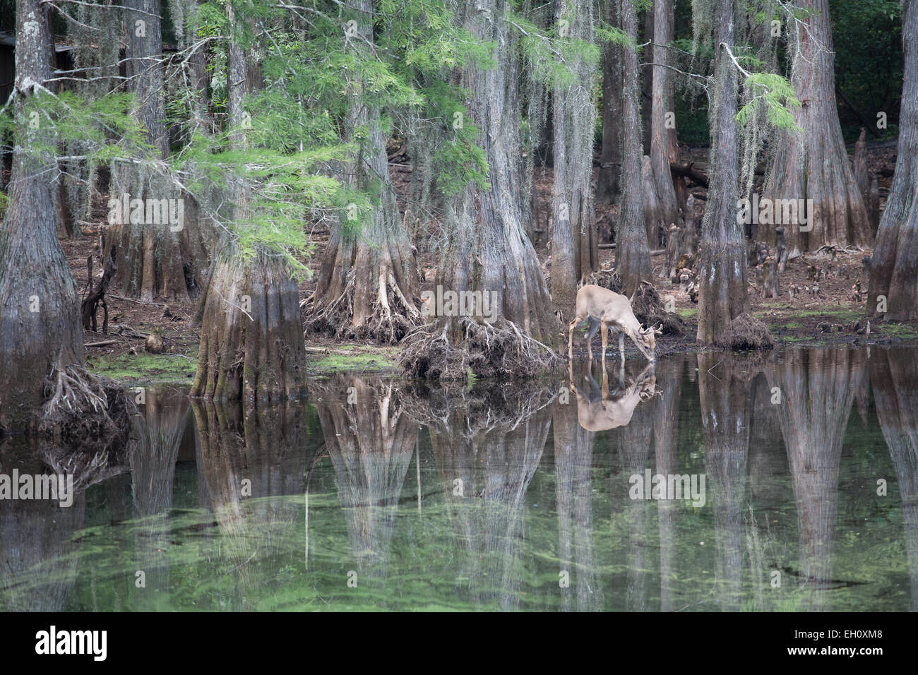 Cervi acqua potabile in uno stagno circondato da alberi di cipresso (genere Taxodium) in Florida. Foto Stock