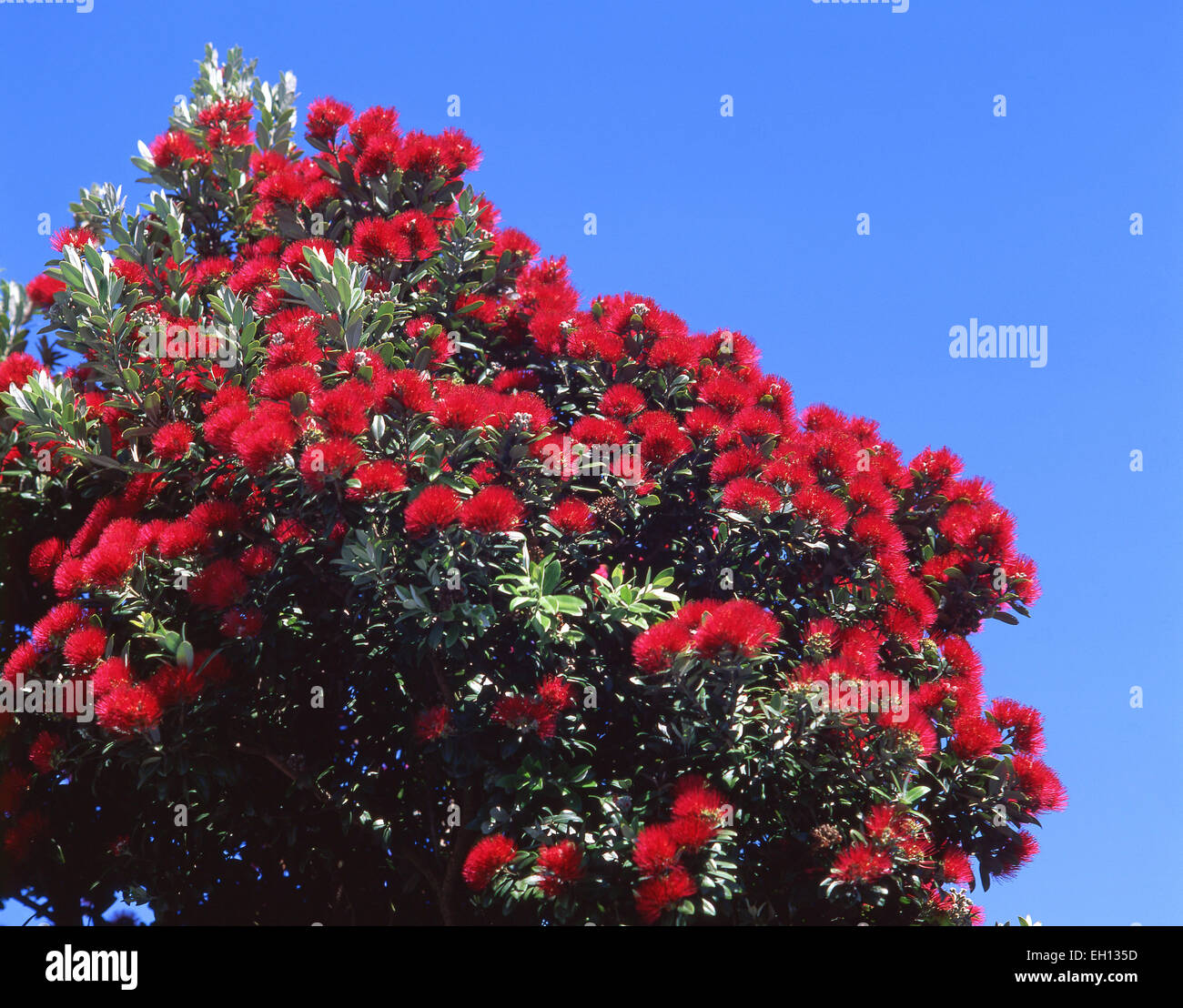 Nativo di albero Pohutukawa fiori, Sumner, Christchurch, regione di Canterbury, Nuova Zelanda Foto Stock