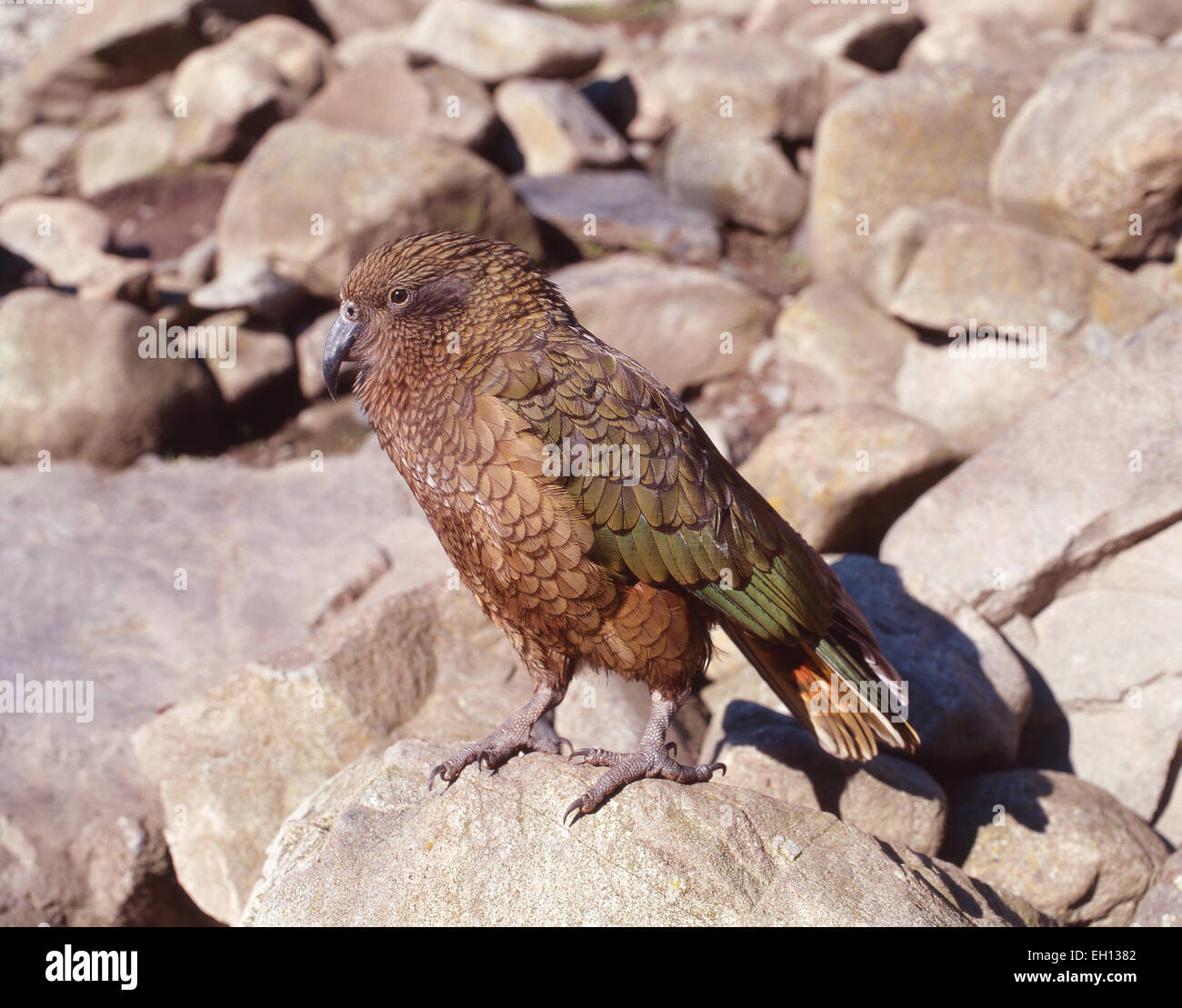 Alpine pappagallo Kea, Arthur's Pass National Park, regione di Canterbury, Isola del Sud, Nuova Zelanda Foto Stock