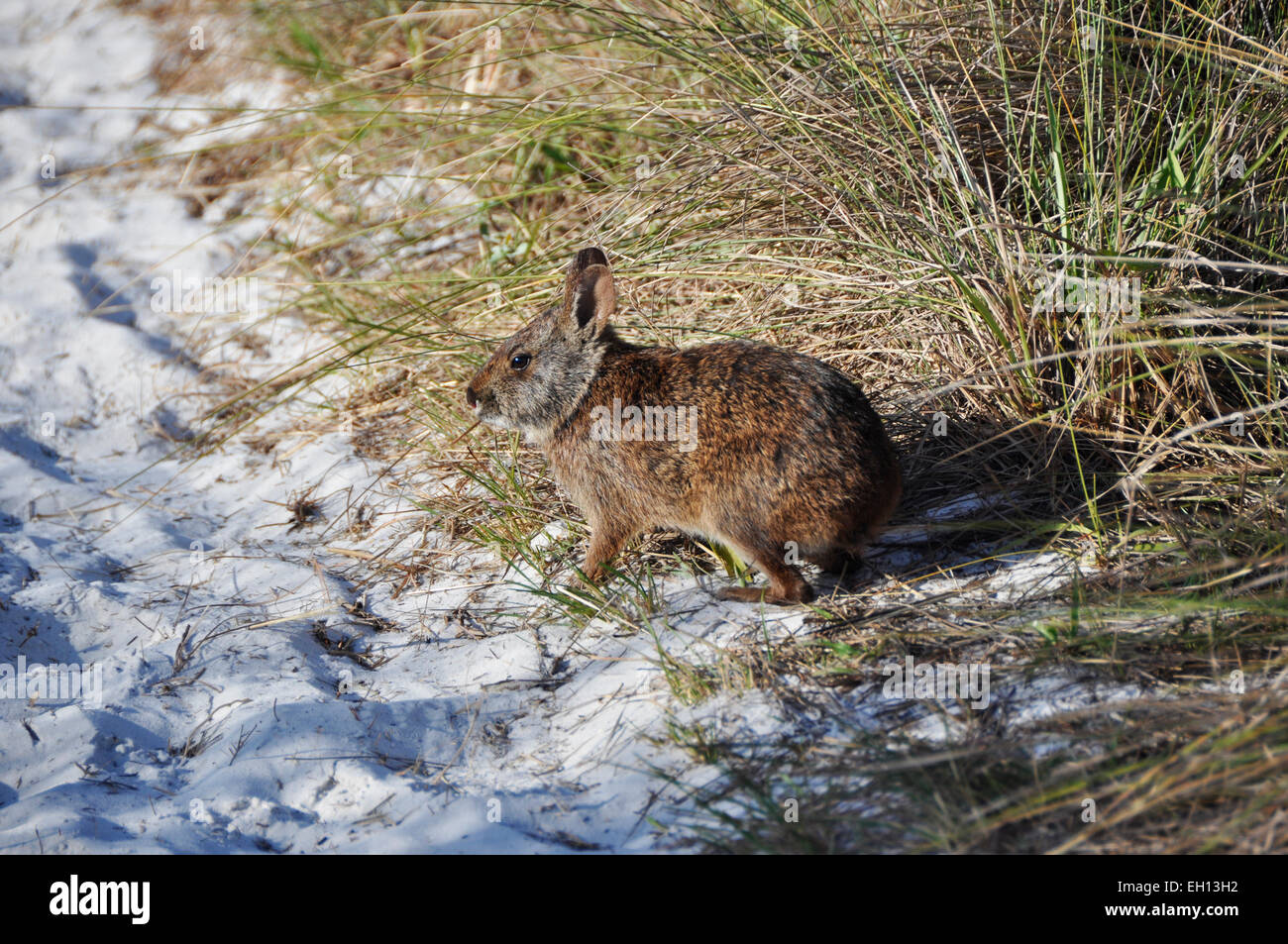 Un coniglio di palude , 'ylvilagus palustrus' in spiaggia in Florida Foto Stock