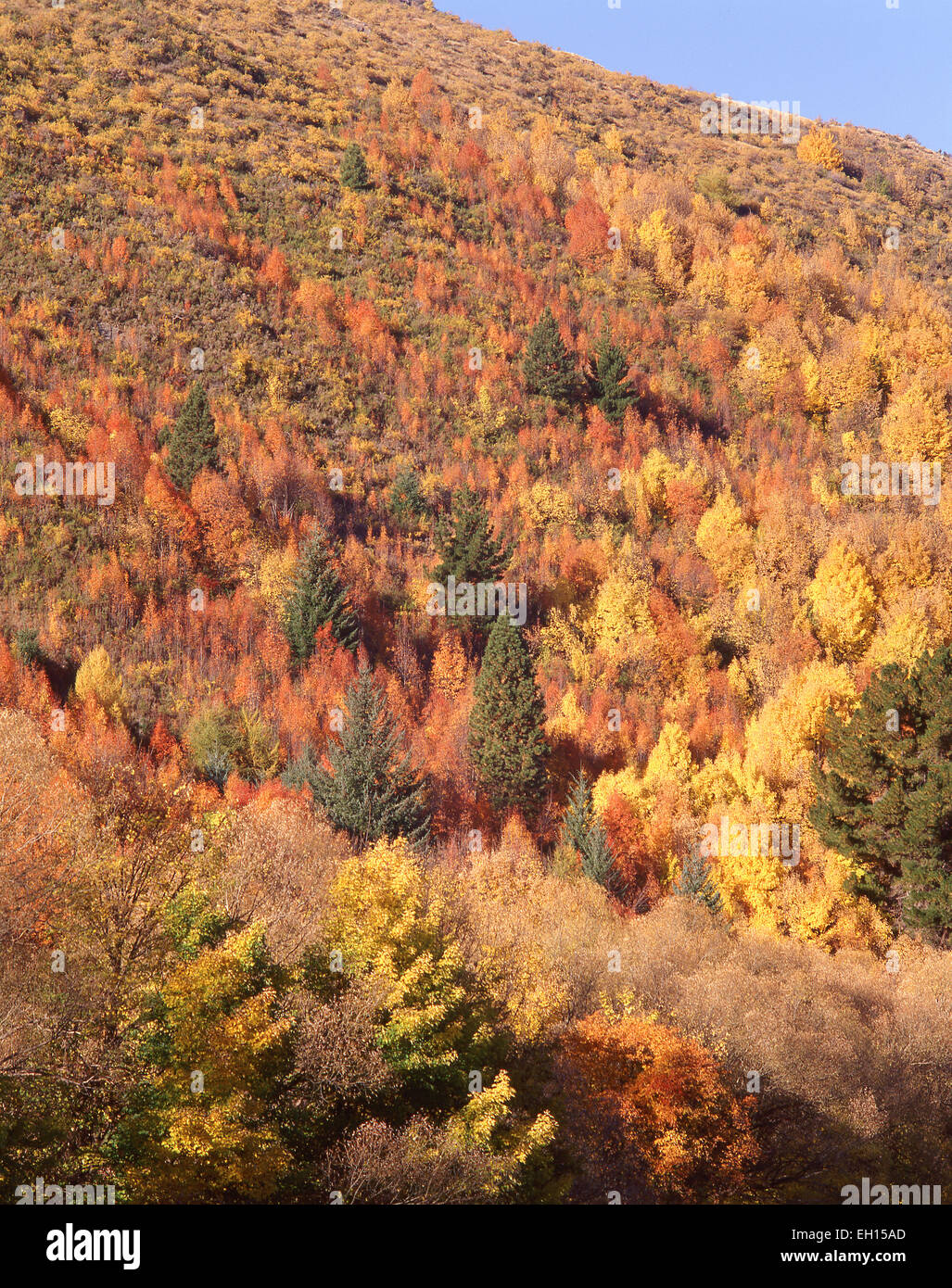 Hillside in colori autunnali, Arrowtown, Regione di Otago, Isola del Sud, Nuova Zelanda Foto Stock