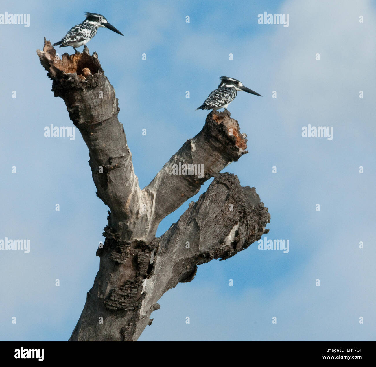 Due Pied martin pescatore appollaiato su rami morti di albero Foto Stock