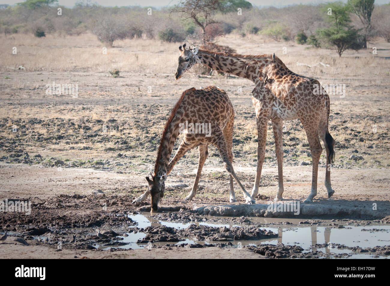 Due Masai giraffe da waterhole, uno di bere Foto Stock