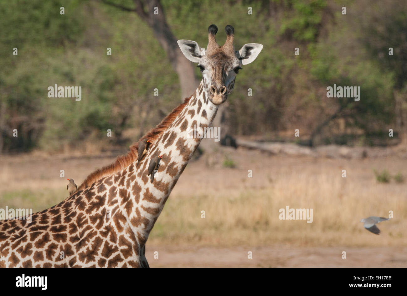 Close up Masai giraffa con oxpecters sul suo collo Foto Stock