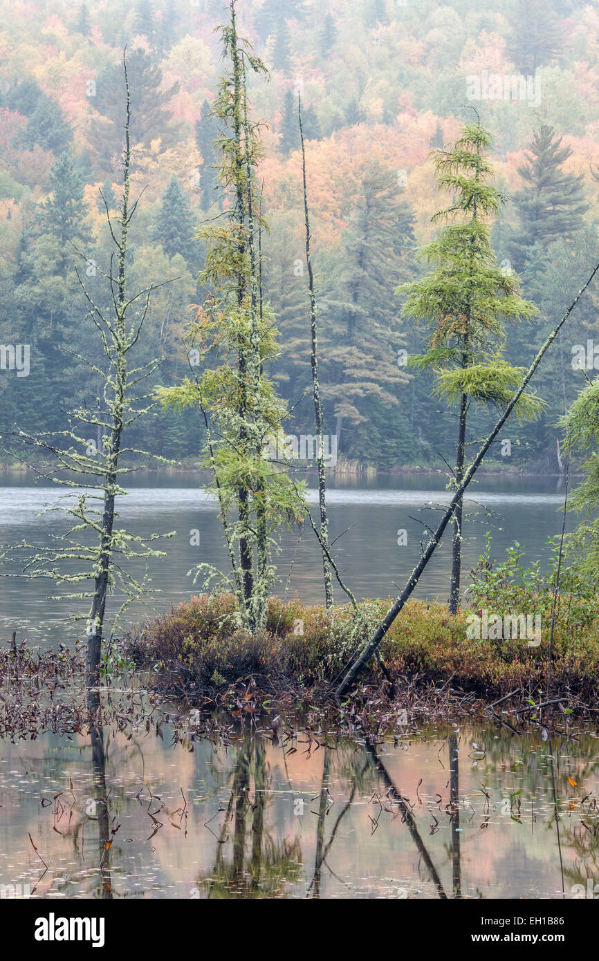 Tamaracks (Larix laricina) nella pioggia, Algonquin Provincial Park, Ontario, Canada. Foto Stock